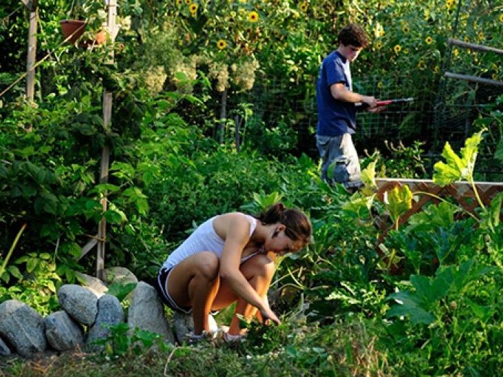 A photo of two students working in a verdant student garden